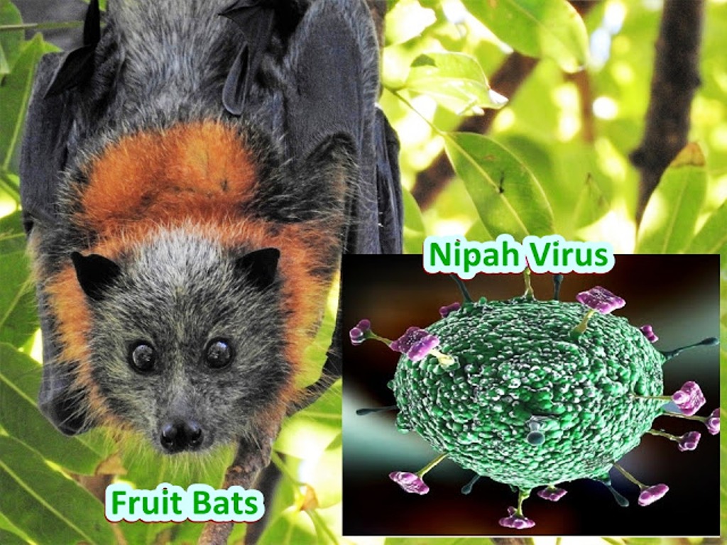 New Disease - Nipah Virus Encephalitis spread by Bat