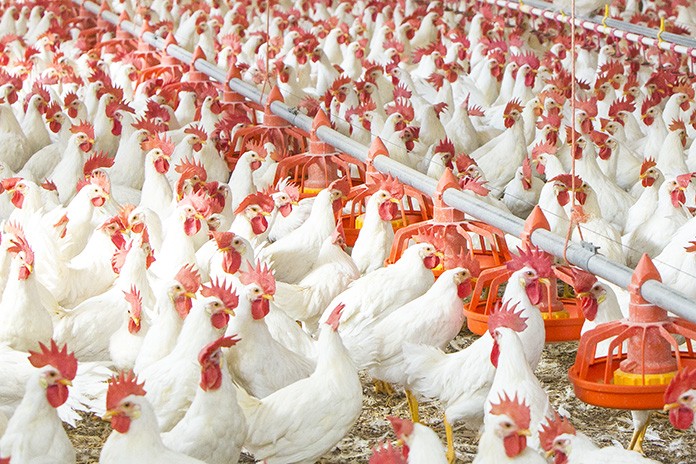 Poultry-farms
