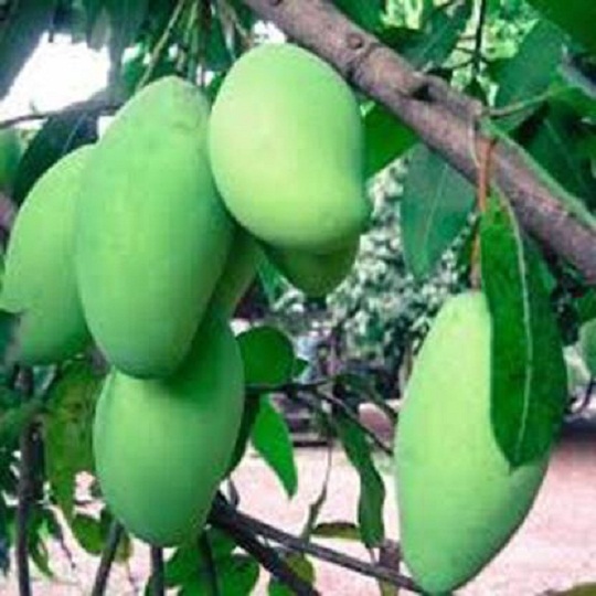 आम