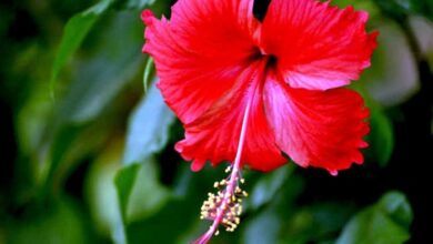 गुड़हल का फूल