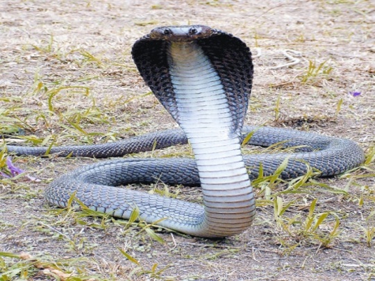 नाग पंचमी